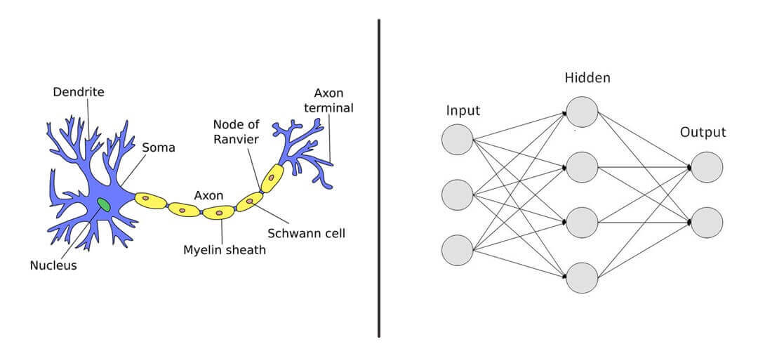 Neural_Network_Brain_Mimic